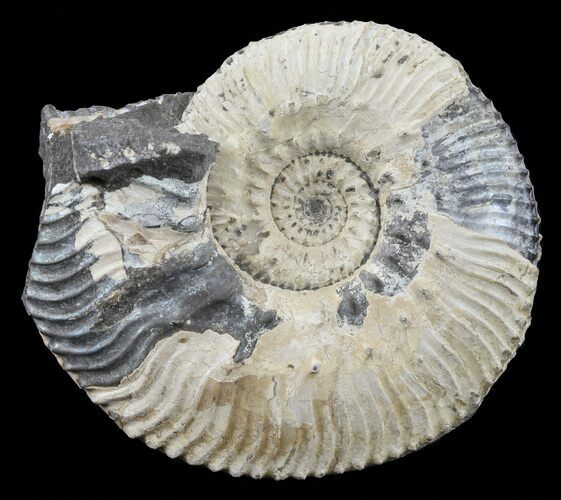 Wide Kosmoceras Ammonite - England #60304